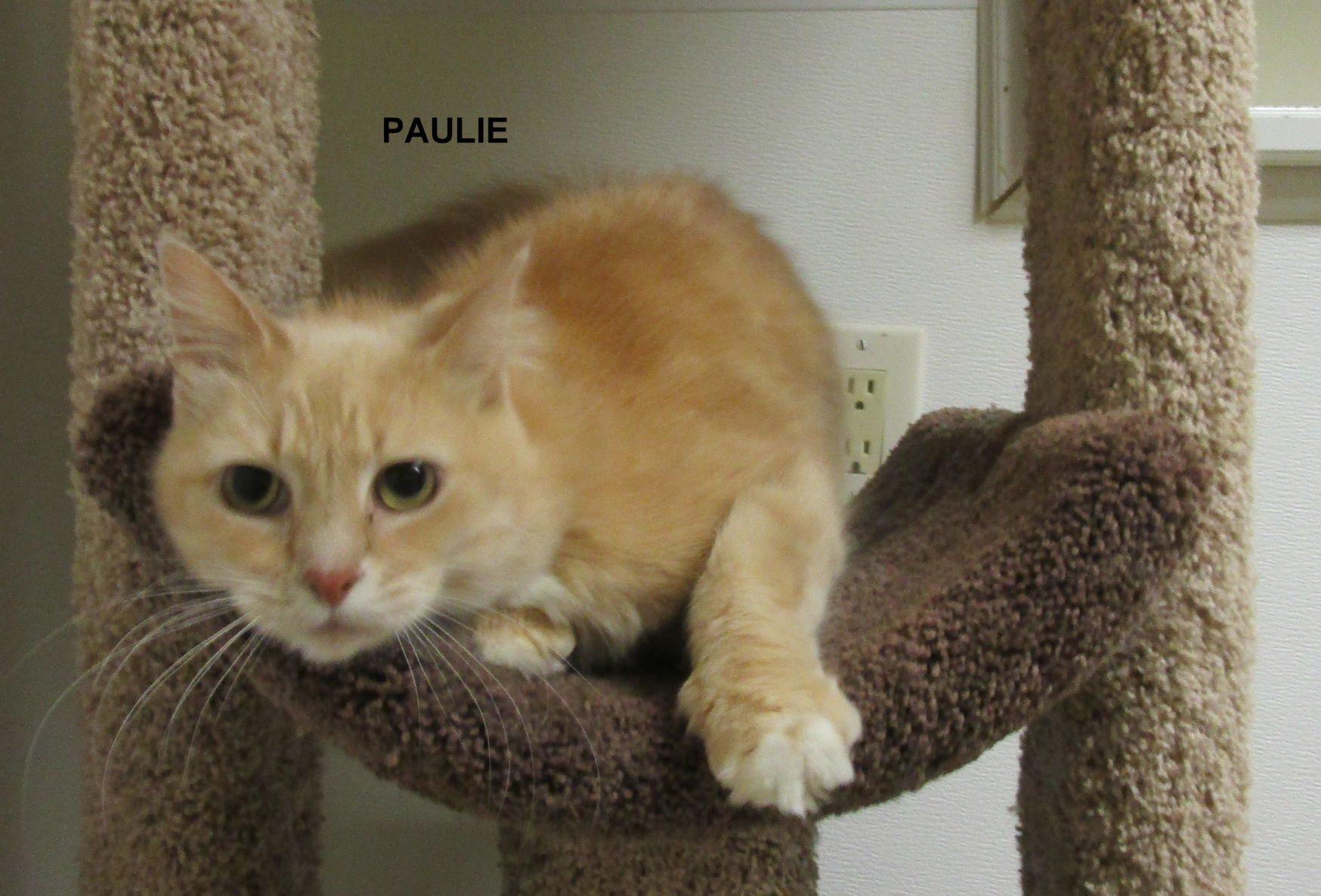 Paulie